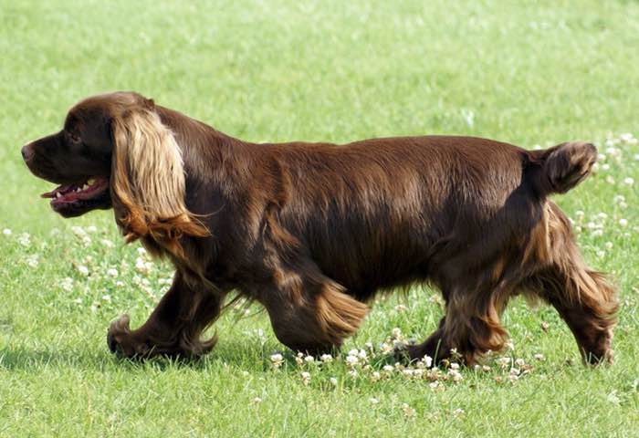 Английский кокер-спаниель: все о собаке, фото, описание породы, характер, цена