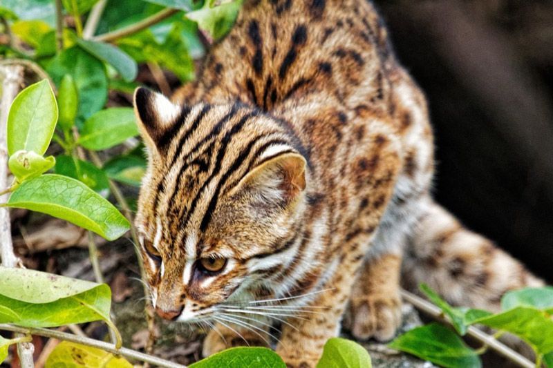 Названия и описание пород диких и домашних кошек с пятнами как у леопарда