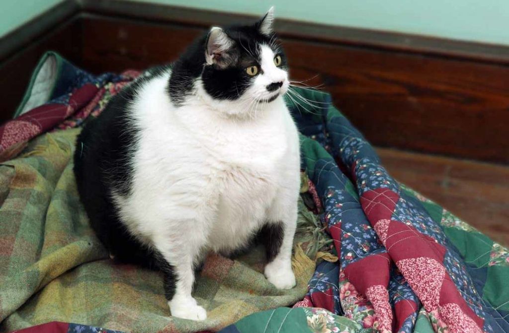 7 самых толстых кошек в мире