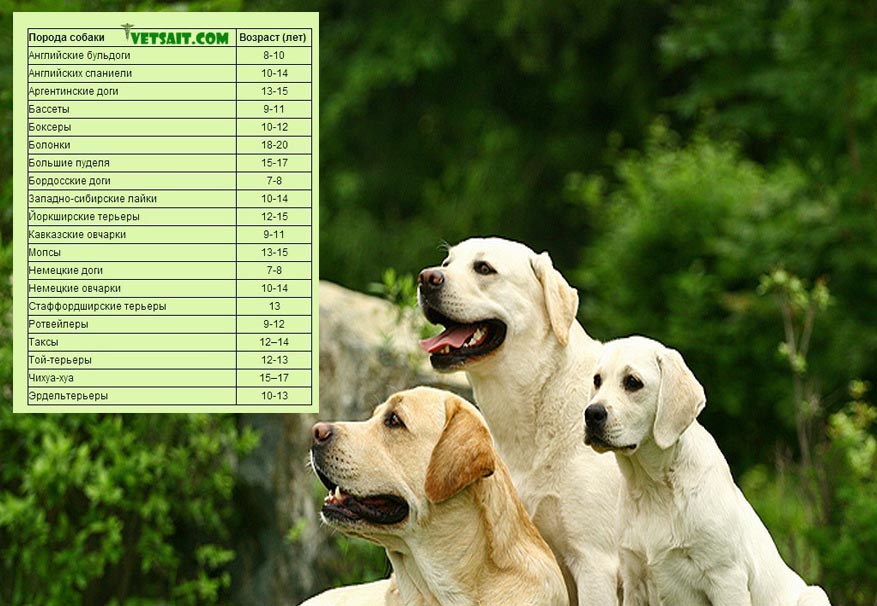 Собаки-долгожители: какие породы живут дольше всех