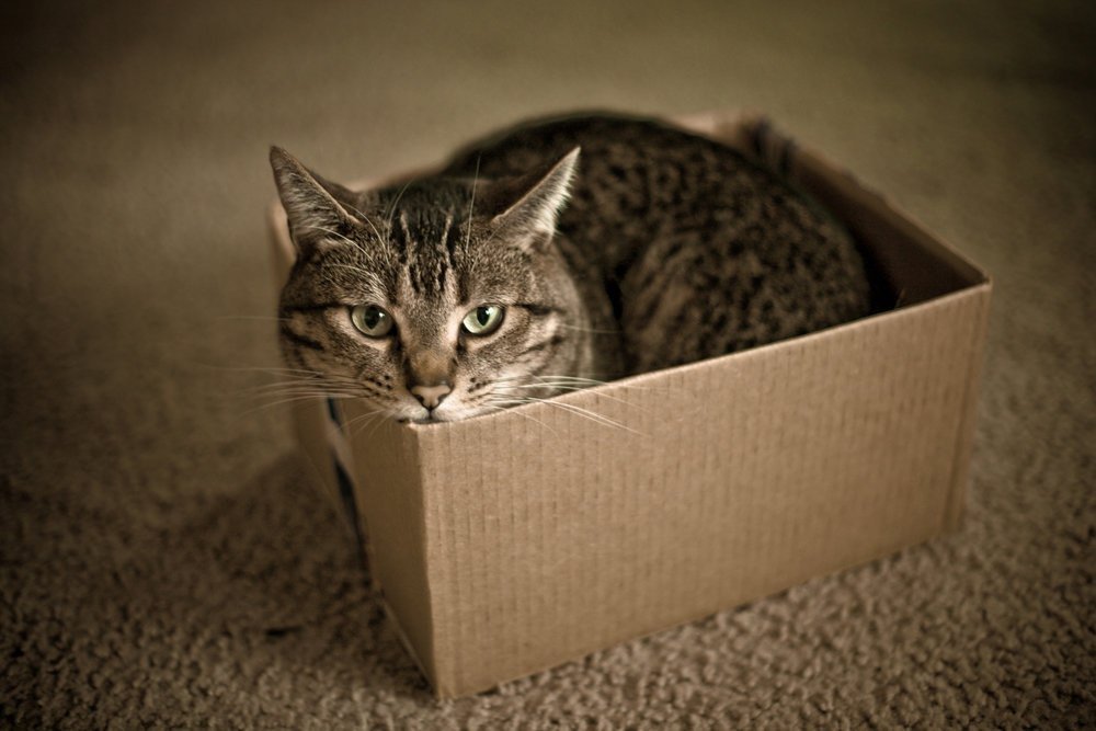 Правда раскрыта: почему кошки так любят лежать в пакетах, коробках и на бумаге