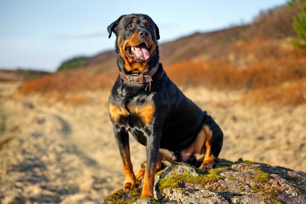 Самые преданные собаки: топ-10. фото и описание