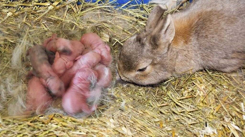 Сколько длится беременность у кроликов и сколько вынашивают крольчат?