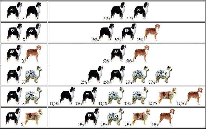 Бордер-колли – описание и история породы, плюсы и минусы, характер и правила содержания собаки