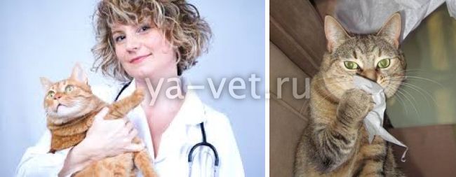 Почему кошка кашляет - «айболит плюс» - сеть ветеринарных клиник