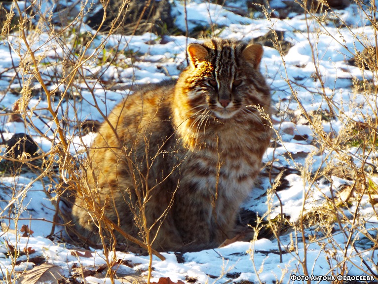 Дальневосточный лесной кот – фото и описание, чем питается, где обитает, размножение