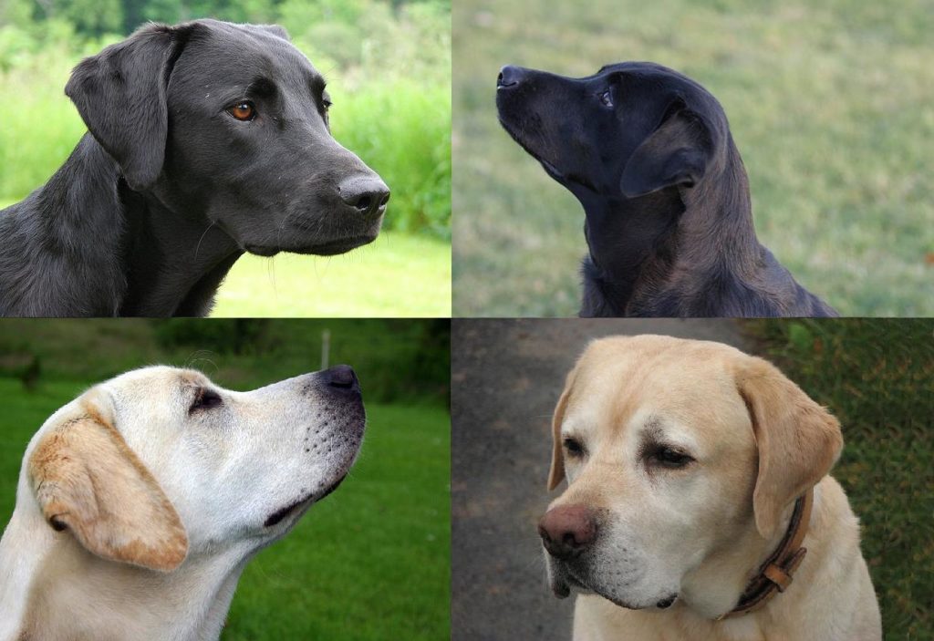 Золотистый ретривер (голден): описание породы с фото, характер собаки, щенки, окрас, особенности
