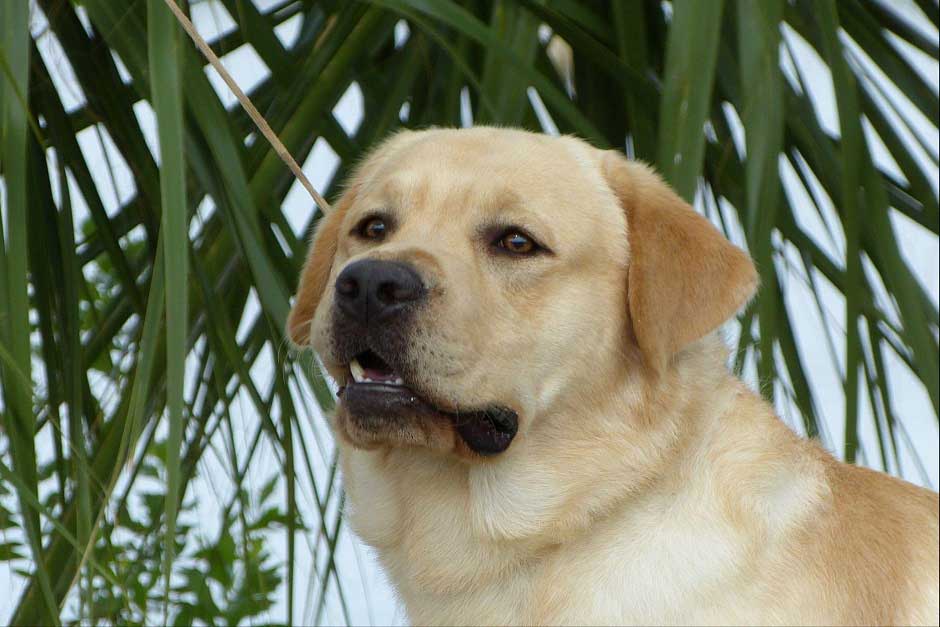 Лабрадор ретривер: общая характеристика и история породы, все о собаке, окрас, стандарты лабрадора (125 фото)