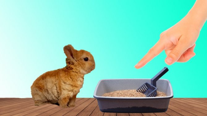Как приучить декоративного кролика к лотку