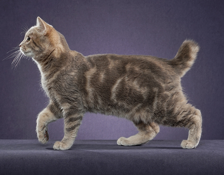 Кошка бобтейл: особенности бесхвостой породы, фото и уход