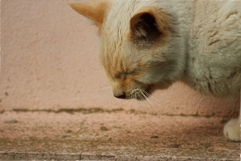 Кот или кошка кашляют: почему, как лечить кашель у котенка и взрослого животного