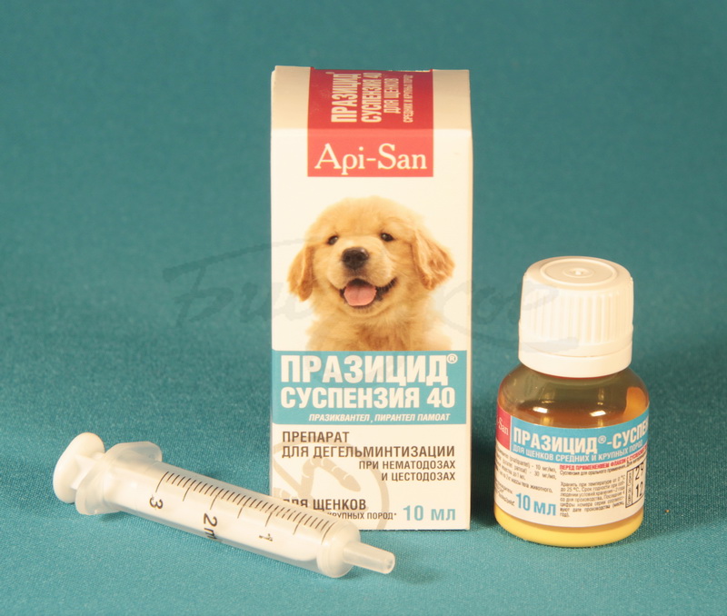 За сколько нужно глистогонить собаку перед прививкой - ответ