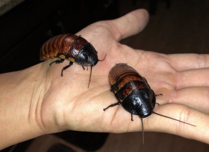 Естественные враги тараканов – кто питается ими в природе и среди домашних животных в квартирах и домах