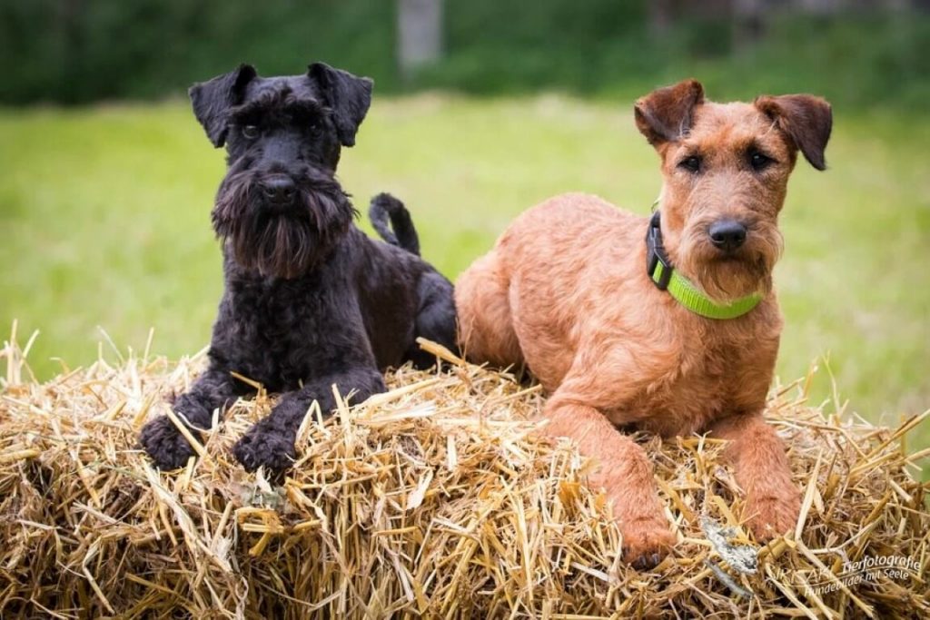 Описание породы собак ирландский терьер с отзывами владельцев и фото