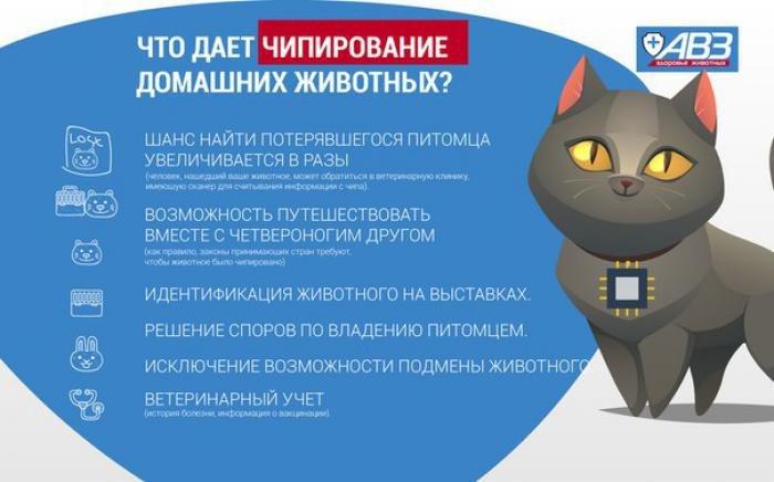 Кота придет время: маркировать животных за свой счет россиян обяжут с 2021-го | статьи | известия