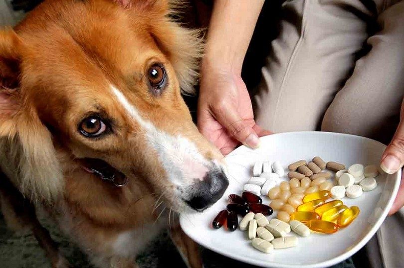 Все о витаминах для собак