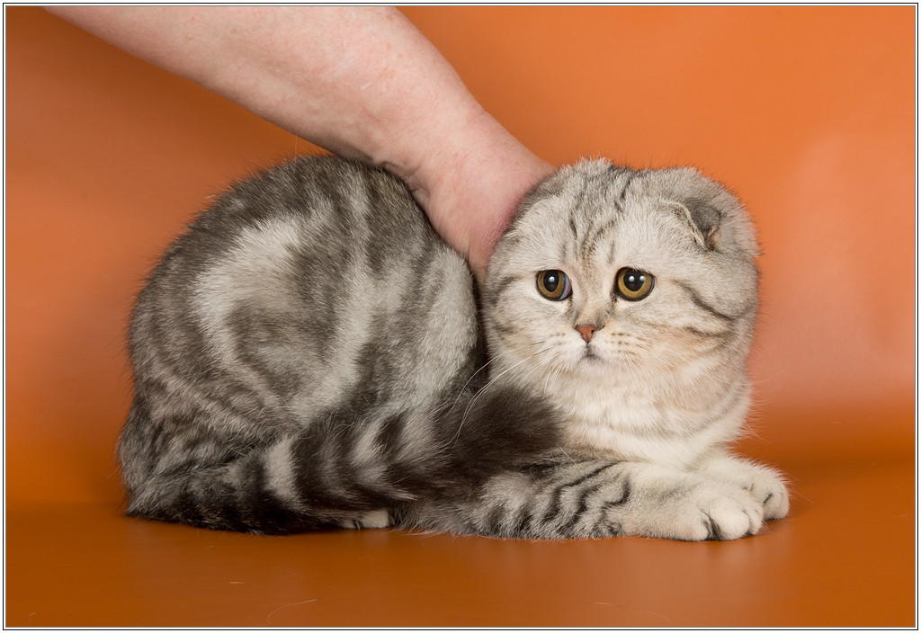 Шотландская вислоухая кошка: характер, описание породы
