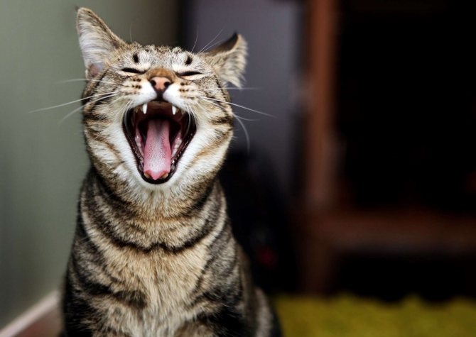 Что делать, если кошки кричат ночью?