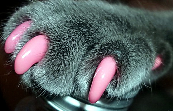 Антицарапки для кошек: выбор, достоинства и использование резиновых колпачков