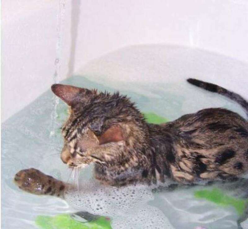 Почему кошки и коты боятся воды, какие кошки не бояться