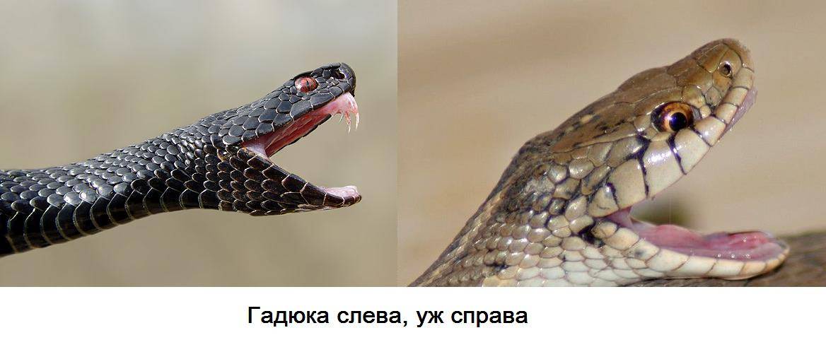 Уж фото змеи и описание как отличить