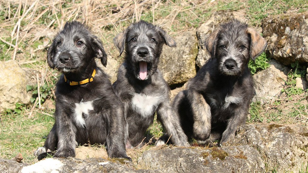 Характеристика собак породы ирландский волкодав с отзывами и фото