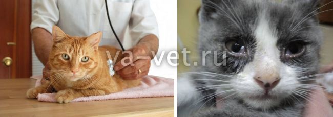 Ринотрахеит у кошек, симптомы и лечение