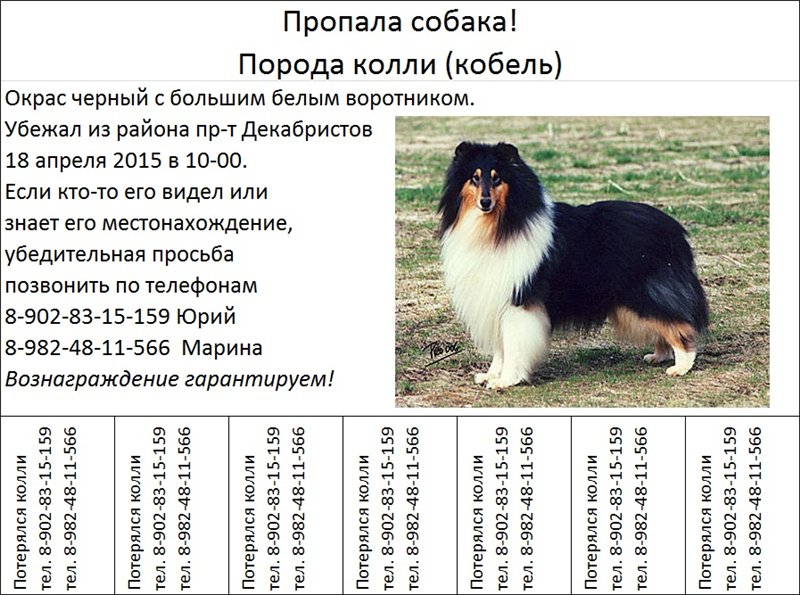 Колли: описание группы пород собак, характеристика разновидностей, содержание дома и в квартире (130 фото)