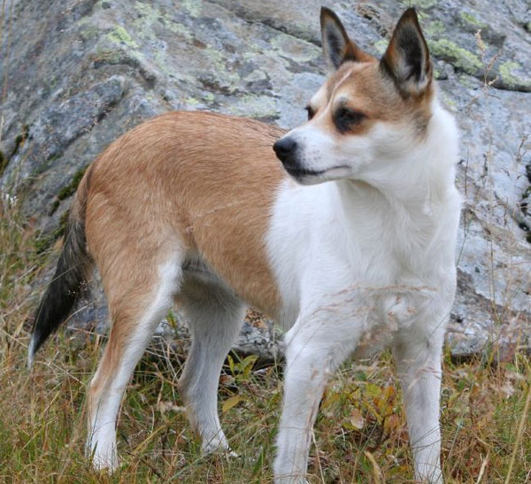 Норвежский лундехунд: характеристики породы собаки, фото, характер, правила ухода и содержания
