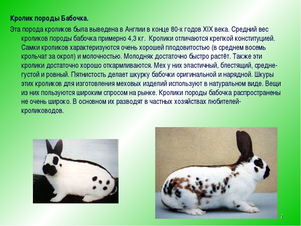 Кролики породы бабочка: описание и разведение