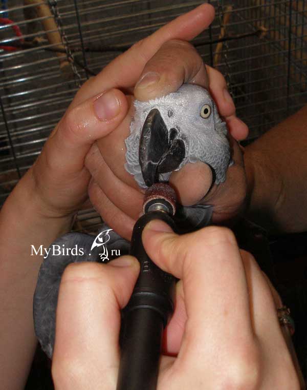 Как подстричь когти попугаю: волнистому, жако, корелла, в домашних условиях, принадлежности, тонкости процедуры