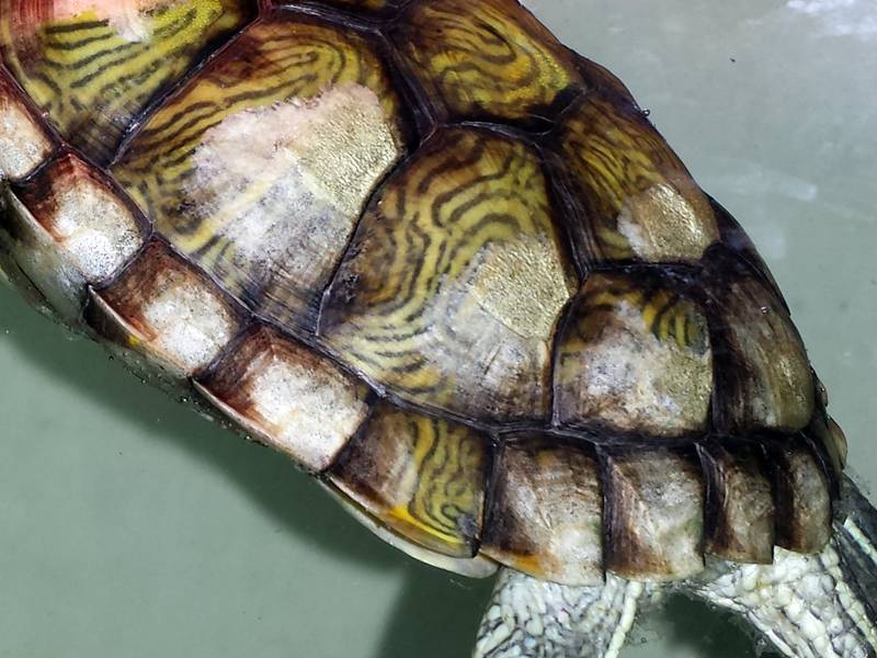 Почему у черепахи красноухой, сухопутной или других видов отслаивается панцирь