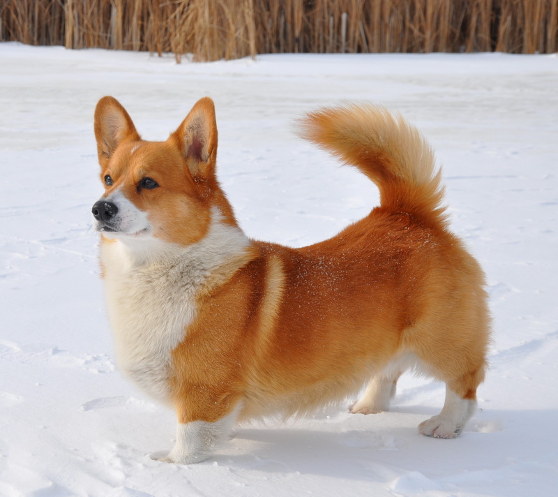 Маленькая рыжая собачка похожая на лисичку: собака с мордой лисы