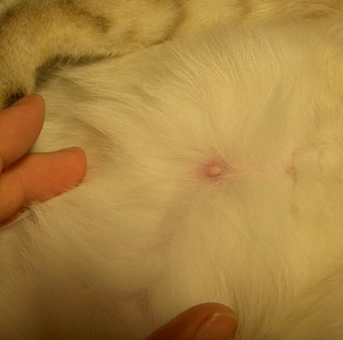 Кровотечение в брюшной полости у кошек