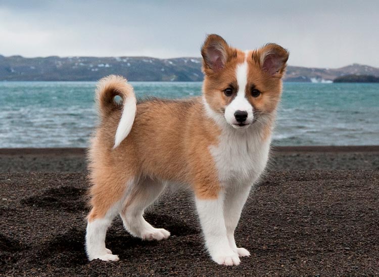 Исландская собака: описание породы, особенности ухода, характер