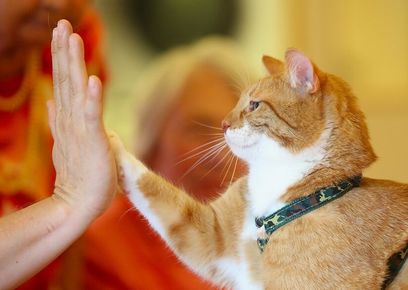 Почему кошка нервничает? | hill's pet