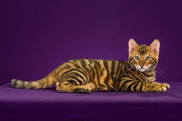 Кошки породы тойгер: описание породы, как ухаживать, отзывы владельцев и цена кошек