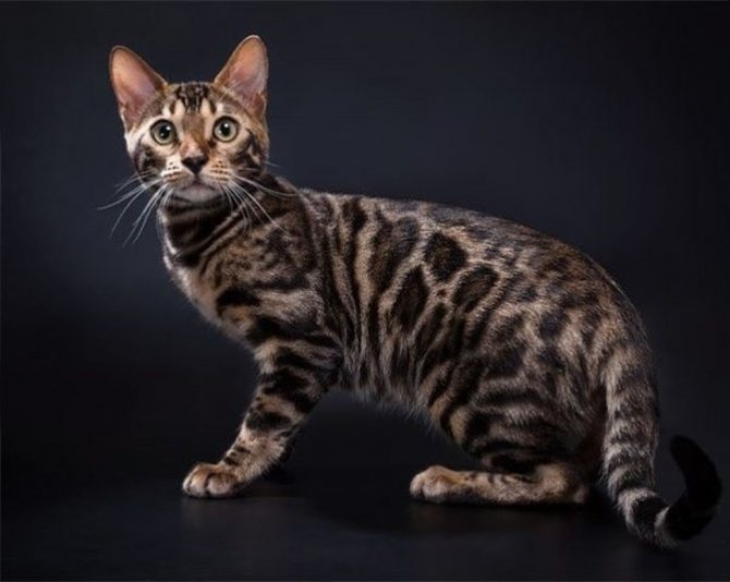 Азиатская кошка табби – все, что должен знать владелец - mirlap