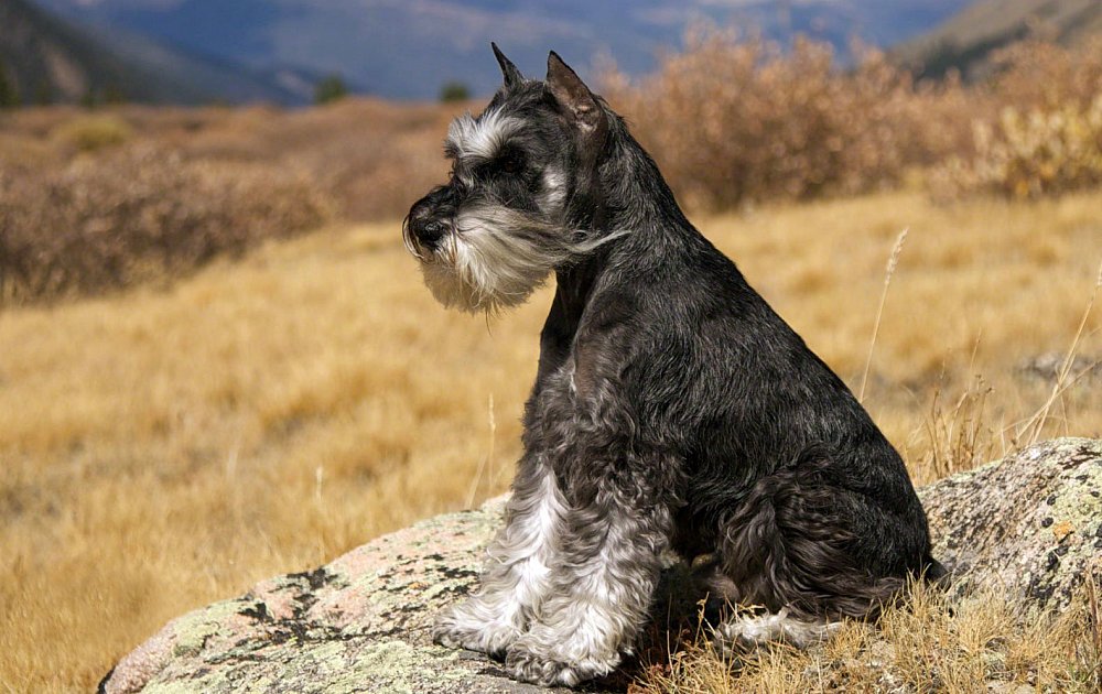 Цвергшнауцер: описание породы, характер собаки и щенка, фото, цена
