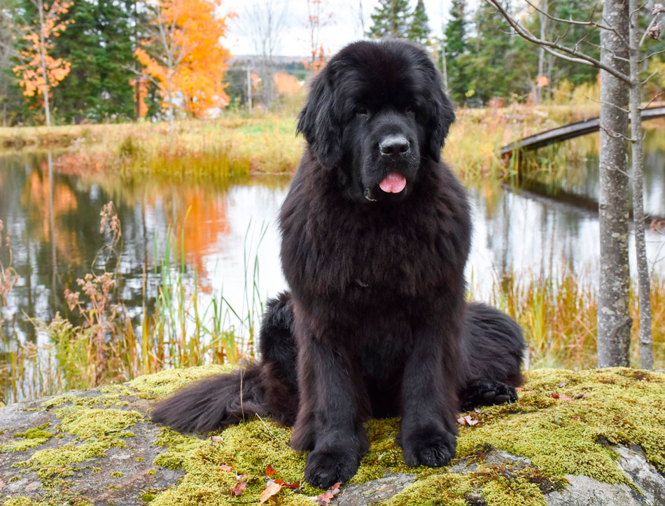 Ньюфаундленд: описание и характер крупной породы собак, чем питаются, особенности и факты из жизни
