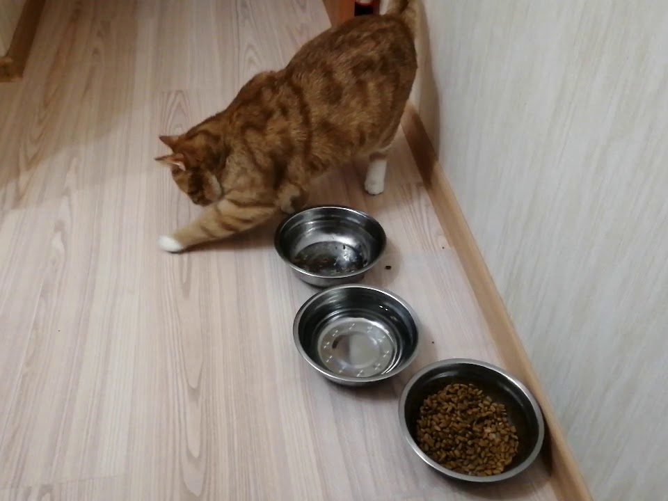 Почему кошки закапывают еду | миску с едой лапой