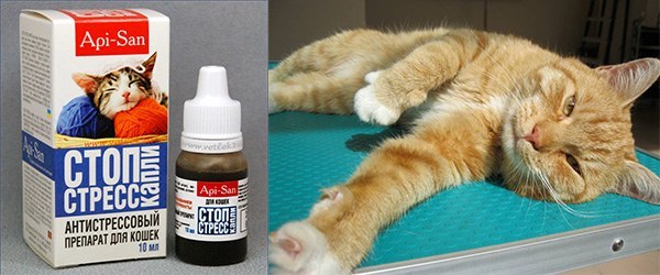 Астма у кошек: причины, симптомы, лечение и профилактика | блог ветклиники "беланта"