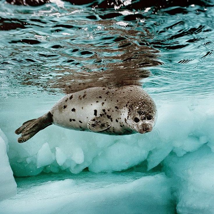 Животное тюлень: образ жизни, среда обитания, внешний вид, повадки, фото