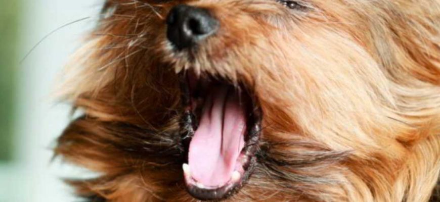Болезни йоркширских терьеров: симптомы, что делать, какого лечения ожидать | сайт о домашних животных