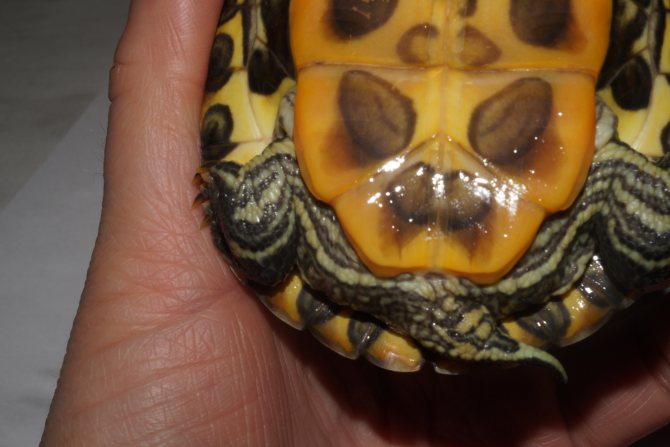Как определить пол красноухой черепахи