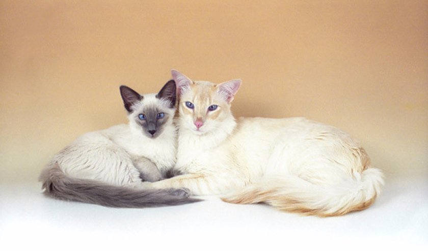 Балинезийская кошка: грациозная красотка с глазами цвета сапфира