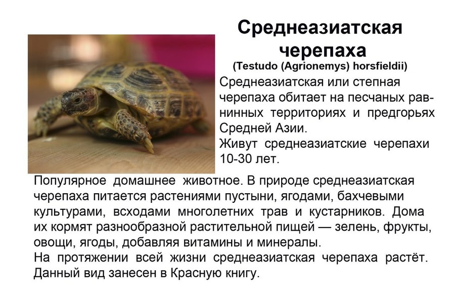 Черепаха рассказ 3 класс. Проект Среднеазиатская сухопутная черепаха. Сухопутная Среднеазиатская черепаха красная книга. Среднеазиатская сухопутная черепаха Размеры.