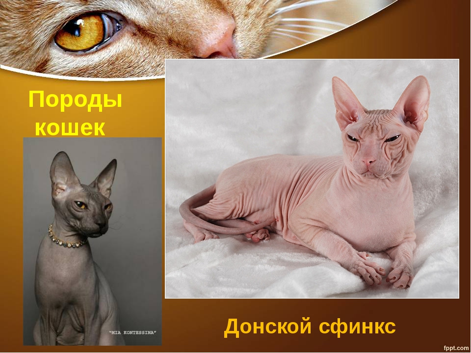 Порода кошек канадский сфинкс: 115 фото, особенности характера и необходимая кошке забота