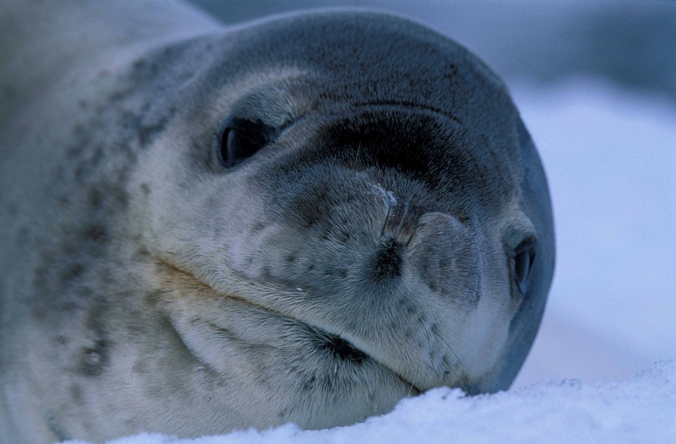 Тюлень-крабоед – самое многочисленное морское млекопитающее