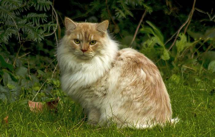 Рагамаффин: фото кошки, описание породы, характер, цена